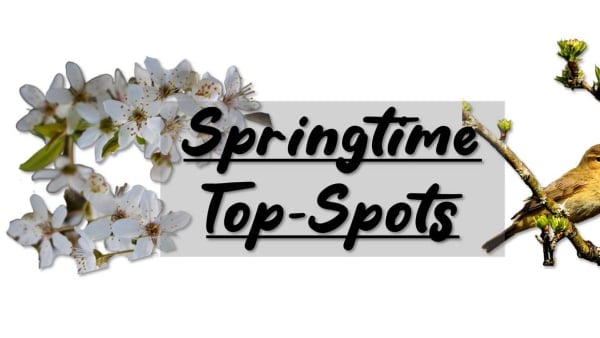Springtime Top-Spots 